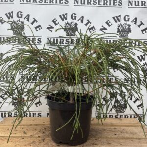 Thuja Plicata Whipcord c3