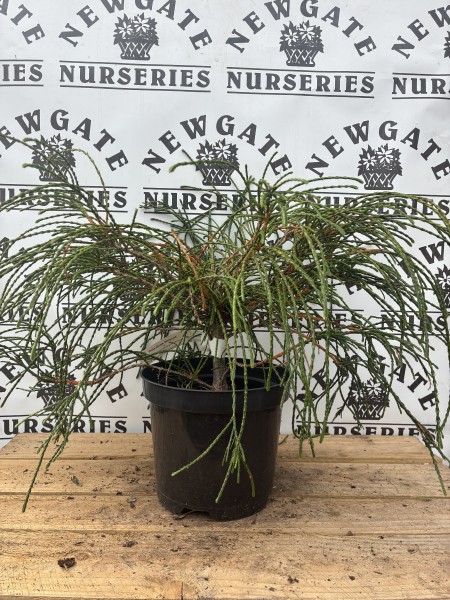 Thuja Plicata Whipcord c3