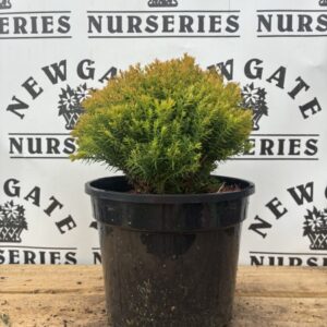 Thuja Occidentalis Anneik c3