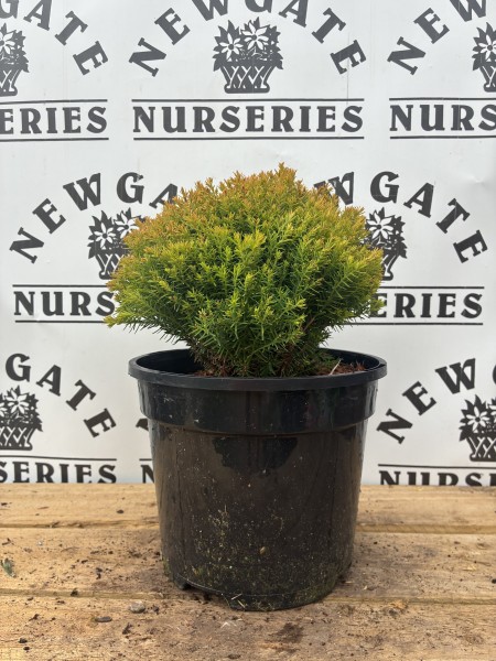 Thuja Occidentalis Anneik c3
