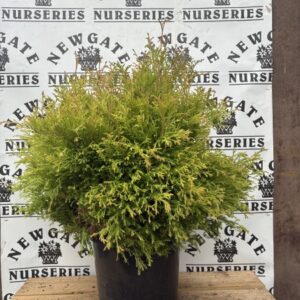 Thuja Occendentalis Fire Chief 10L