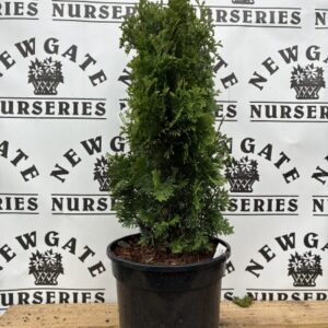 Thuja occ Brobeck's Tower