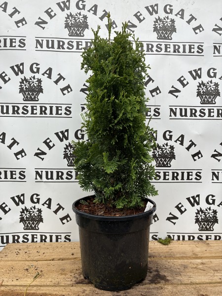 Thuja occ Brobeck's Tower