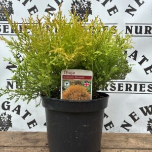 Thuja occ Rheingold
