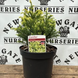 Conifer Tilford Gold