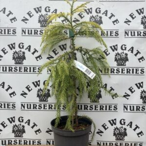 Cryptomeria japonica 'Sekkan - Sugi' c3