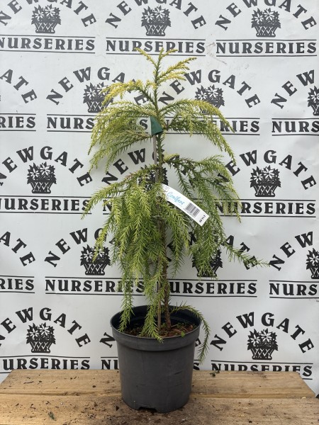 Cryptomeria japonica 'Sekkan - Sugi' c3