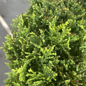 Cupressus leylandii Spiral C.W.Gold 130/150 cms