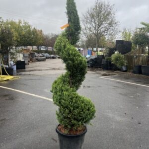 Cupressus leylandii Spiral C.W.Gold 150/170 cms