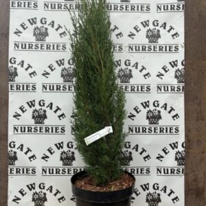 Cupressus Sempervirens Totem 10L