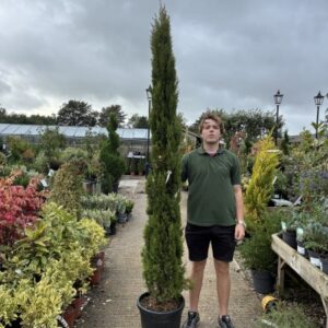 Cupressus Totem 200-250cm