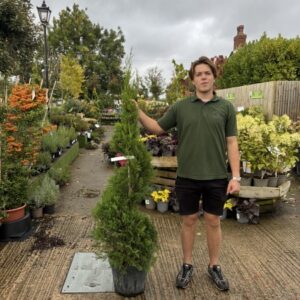 Cupressus Spiral 110-120cm