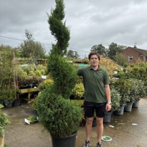 Cupressus LEYLANDII BLUE JEANS 210-230 Spiral
