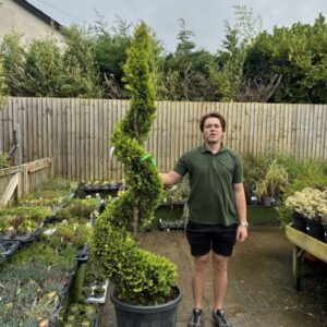 Cupressus leylandii SPIRAL C.W.GOLD 200/250cm