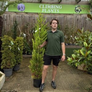 Cupressus Wilma 100-125cm