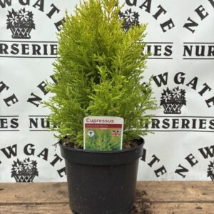 Cupressus Wilma C2