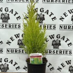 Cupressus Wilma C1