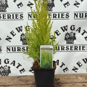 Cupressus Wilma 10cm
