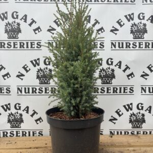 Juniperus Comm. 'Compressa'
