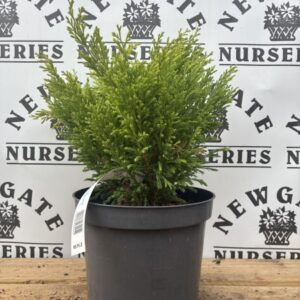 Juniperus Horizontalis 'Lime Glow'
