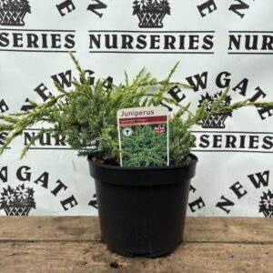 Juniperus squamata 'Holger'
