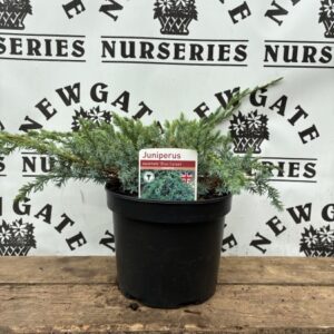 Juniperus squamata 'Blue Carpet'