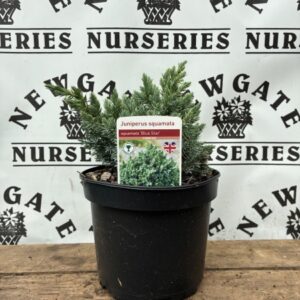 Juniperus squamata 'Blue Star'