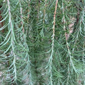 Larix Stiff Weeper