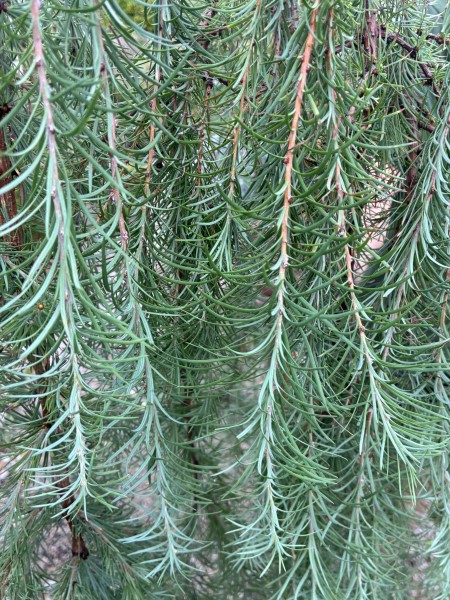 Larix Stiff Weeper