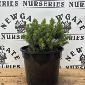 Picea Glauca Lilliput c3
