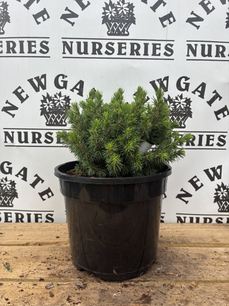Picea Glauca Lilliput c3