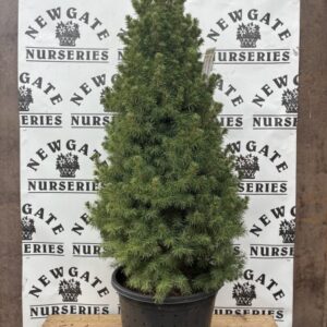 Picea Glauca Albertiana Coni 10L