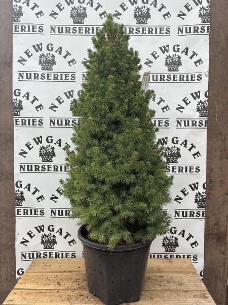 Picea Glauca Albertiana Coni 10L