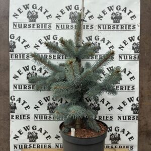 Picea Pungens 'Schovenhorst'