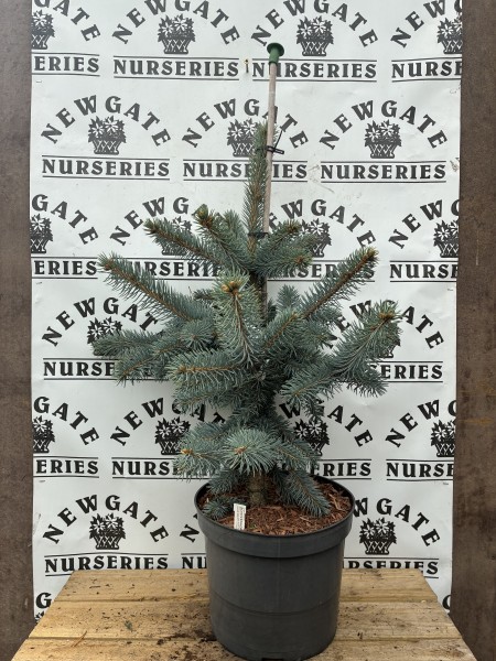 Picea Pungens 'Schovenhorst'