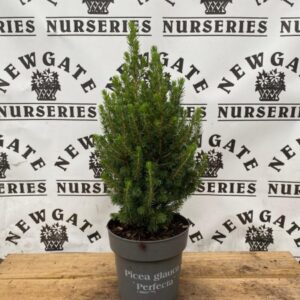 Picea Glauca Perfecta c1