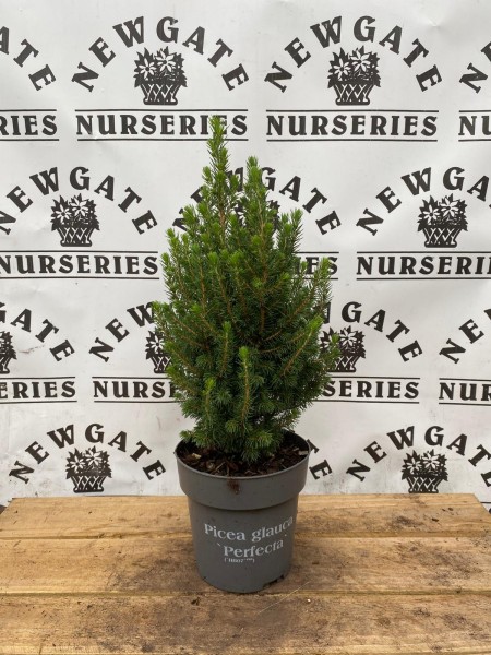 Picea Glauca Perfecta c1