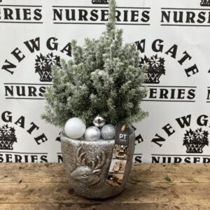 Picea Glauca Perfecta Snow Pot
