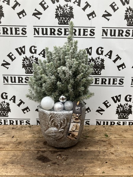 Picea Glauca Perfecta Snow Pot