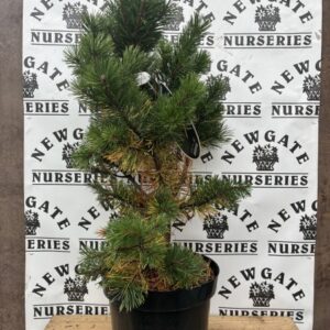 Pinus Mugo Gnom 10L