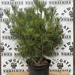 Pinus Densiflora Haybud 10L