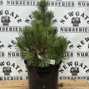 Pinus Mugo Mops 10L