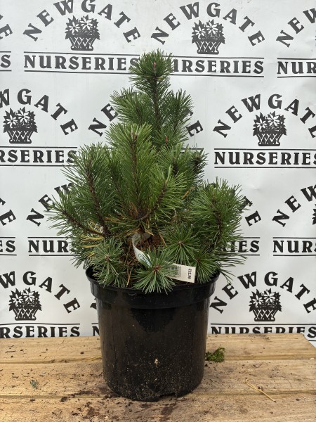 Pinus Mugo Mops 10L