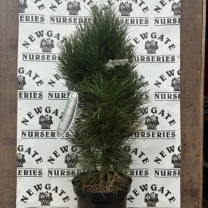 Pinus Nigra Green Tower