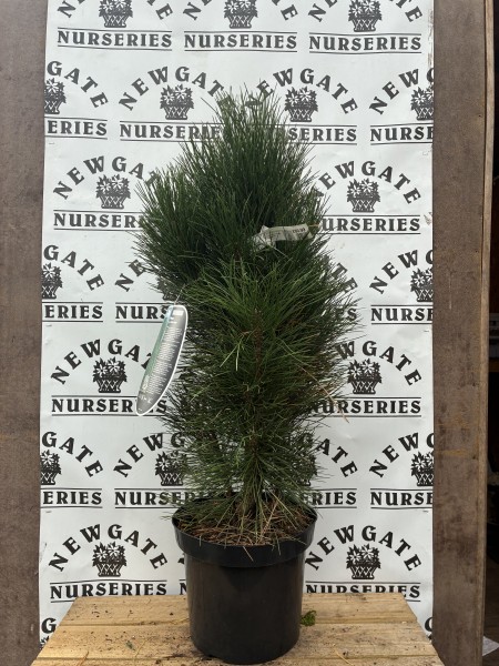Pinus Nigra Green Tower