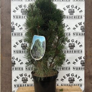 Pinus Nigra Green Rocket