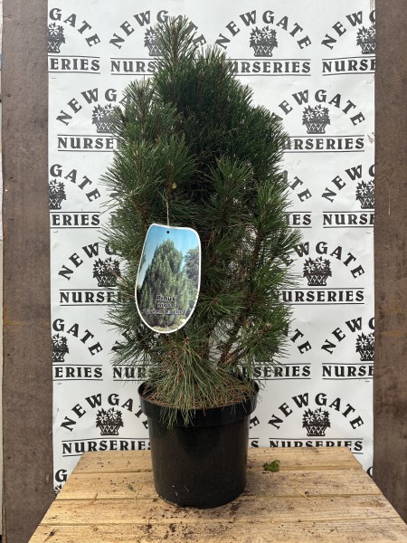 Pinus Nigra Green Rocket