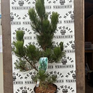 Pinus Heldreichii Satellit