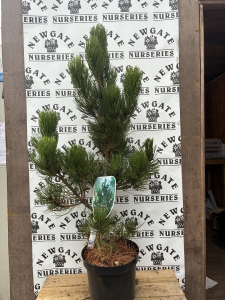 Pinus Heldreichii Satellit