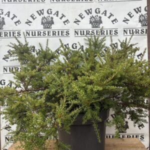 Podocarpus 'Red Embers' C5